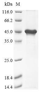 Greater than 85% as determined by SDS-PAGE.Recombinant Mouse Transcription Factor Pu.1 (SPI1) Protein (His&Myc)