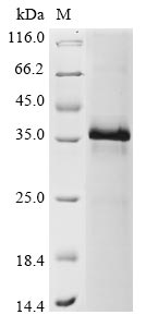 Greater than 85% as determined by SDS-PAGE.Recombinant Human Serine Protease Inhibitor Kazal-Type 1 (SPINK1) Protein (His-GST)