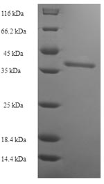 Greater than 90% as determined by SDS-PAGE.