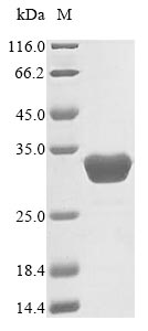 Greater than 85% as determined by SDS-PAGE.