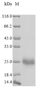 Greater than 85% as determined by SDS-PAGE.