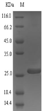 Greater than 90% as determined by SDS-PAGE.Recombinant Mouse Small Proline-Rich Protein 2A1 (SPRR2A1) Protein (His)