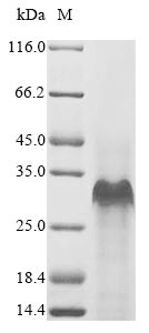 Greater than 85% as determined by SDS-PAGE.