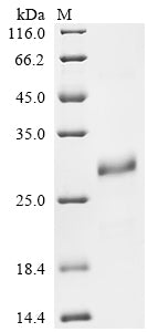 Greater than 90% as determined by SDS-PAGE.Recombinant Mouse Small Proline-Rich Protein 2E (SPRR2E) Protein (His-SUMO)