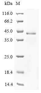 Greater than 85% as determined by SDS-PAGE.
