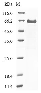 Greater than 85% as determined by SDS-PAGE.Recombinant Human Spectrin Alpha Chain, Erythrocytic 1 (SPTA1) Protein (His&Myc)