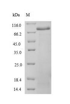 Greater than 90% as determined by SDS-PAGE.Recombinant Human Spectrin Alpha Chain, Non-Erythrocytic 1 (SPTAN1) Protein (His-SUMO)