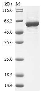 Greater than 85% as determined by SDS-PAGE.Recombinant Human Proto-Oncogene Tyrosine-Protein Kinase Src (SRC) Protein (His)
