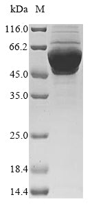 Greater than 85% as determined by SDS-PAGE.