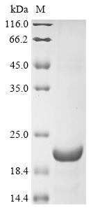 Greater than 85% as determined by SDS-PAGE.Recombinant Human 3-Oxo-5-Alpha-Steroid 4-Dehydrogenase 2 (SRD5A2) Protein (His-KSI)