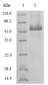 Greater than 90% as determined by SDS-PAGE.