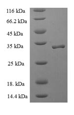 Greater than 90% as determined by SDS-PAGE.