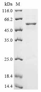 Greater than 85% as determined by SDS-PAGE.