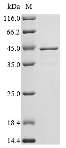 Greater than 90% as determined by SDS-PAGE.Recombinant Enterobacteria Phage T4 Single-Stranded Dna-Binding Protein (32) Protein (His&Myc)