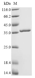 Greater than 90% as determined by SDS-PAGE.Recombinant Enterobacteria Phage T4 Single-Stranded Dna-Binding Protein (32) Protein (His-SUMO)