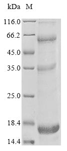 Greater than 85% as determined by SDS-PAGE.Recombinant Human Sjoegren Syndrome Nuclear Autoantigen 1 (SSNA1) Protein (His)