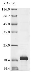 Greater than 85% as determined by SDS-PAGE.Recombinant Mouse Somatostatin (SST) Protein (His-KSI)