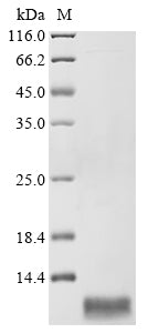 Greater than 90% as determined by SDS-PAGE.Recombinant Human Somatostatin Receptor Type 5 (SSTR5) Protein (His)