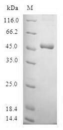 Greater than 90% as determined by SDS-PAGE.