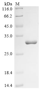 Greater than 85% as determined by SDS-PAGE.