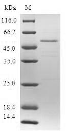 Greater than 90% as determined by SDS-PAGE.