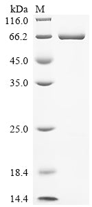 Greater than 90% as determined by SDS-PAGE.Recombinant Human Signal Transducer And Activator Of Transcription 3 (STAT3) Protein (His)