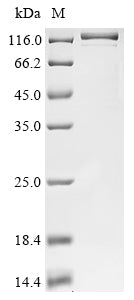 Greater than 85% as determined by SDS-PAGE.