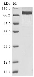 Greater than 90% as determined by SDS-PAGE.Recombinant Human Signal Transducer And Activator Of Transcription 3 (STAT3) Protein (His)