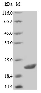 Greater than 85% as determined by SDS-PAGE.