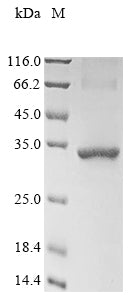Greater than 90% as determined by SDS-PAGE.Recombinant Mouse Stanniocalcin-2 (STC2)