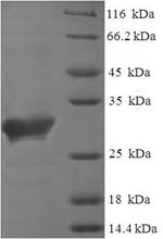 Greater than 90% as determined by SDS-PAGE.