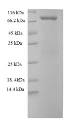 Greater than 90% as determined by SDS-PAGE.