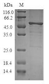 Greater than 90% as determined by SDS-PAGE.