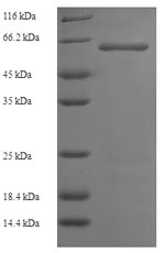 Greater than 90% as determined by SDS-PAGE.