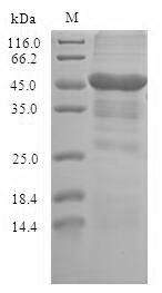 Greater than 90% as determined by SDS-PAGE.