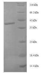 Greater than 90% as determined by SDS-PAGE.