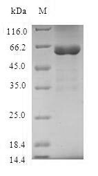 Greater than 90% as determined by SDS-PAGE.Recombinant Human Syntaxin-11 (STX11) Protein (GST)