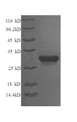 Greater than 90% as determined by SDS-PAGE.