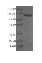 Greater than 90% as determined by SDS-PAGE.