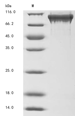 Greater than 90% as determined by SDS-PAGE.