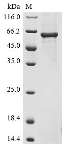 Greater than 85% as determined by SDS-PAGE.Recombinant Human Syntaxin-Binding Protein 1 (STXBP1)