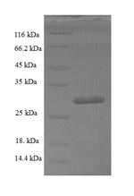 Greater than 90% as determined by SDS-PAGE.