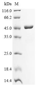 Greater than 90% as determined by SDS-PAGE.Recombinant Francisella Tularensis Subsp. Novicida Succinyl-Coa Ligase [Adp-Forming] Subunit Beta (SUCC) Protein (His&Myc)