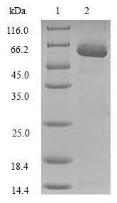 Greater than 90% as determined by SDS-PAGE.