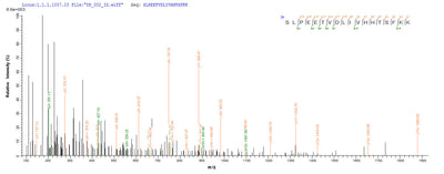Based on the SEQUEST from database of E.coli host and target protein, the LC-MS/MS Analysis result of this product could indicate that this peptide derived from E.coli-expressed Mus musculus (Mouse) Sult1a1.Recombinant Mouse Sulfotransferase 1A1 (SULT1A1) Protein (His-SUMO&Myc)