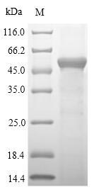 Greater than 90% as determined by SDS-PAGE.Recombinant Mouse Sulfotransferase 1A1 (SULT1A1) Protein (His-SUMO&Myc)