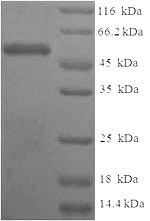 Greater than 90% as determined by SDS-PAGE.