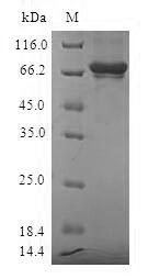 Greater than 90% as determined by SDS-PAGE.