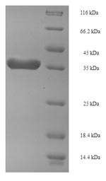 Greater than 90% as determined by SDS-PAGE.Recombinant Arabidopsis Thaliana Fact Complex Subunit Spt16 (SPT16) Protein (His-SUMO)