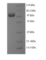 Greater than 90% as determined by SDS-PAGE.